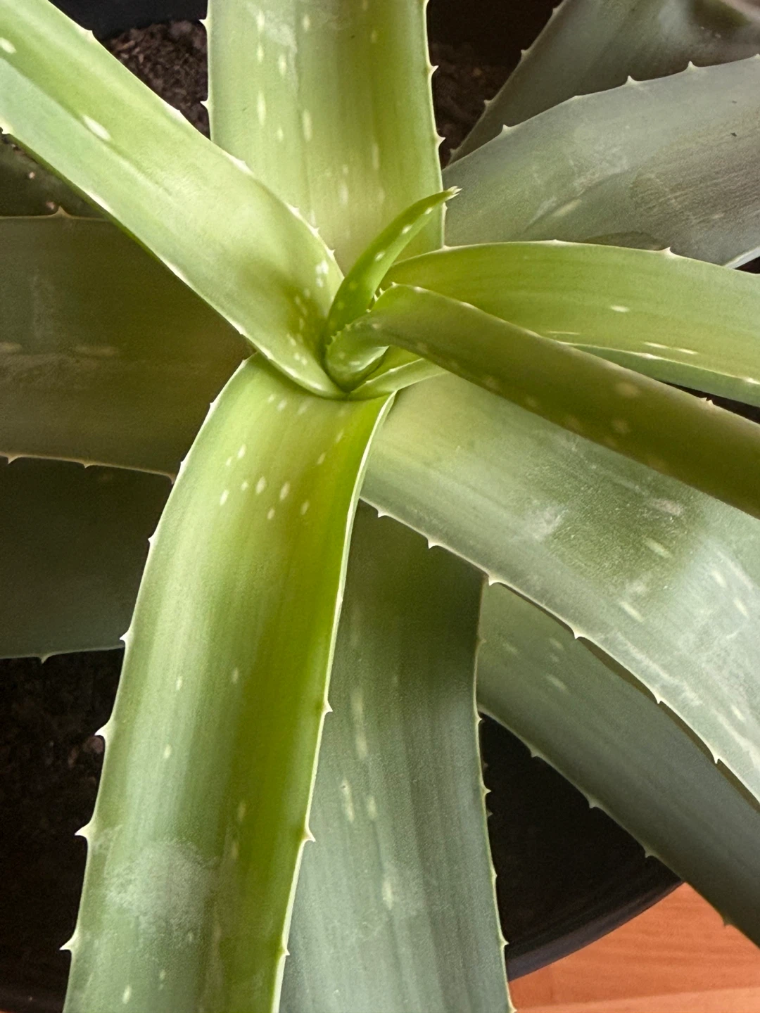Aloe Vera Plant in Black Pot - photo 3