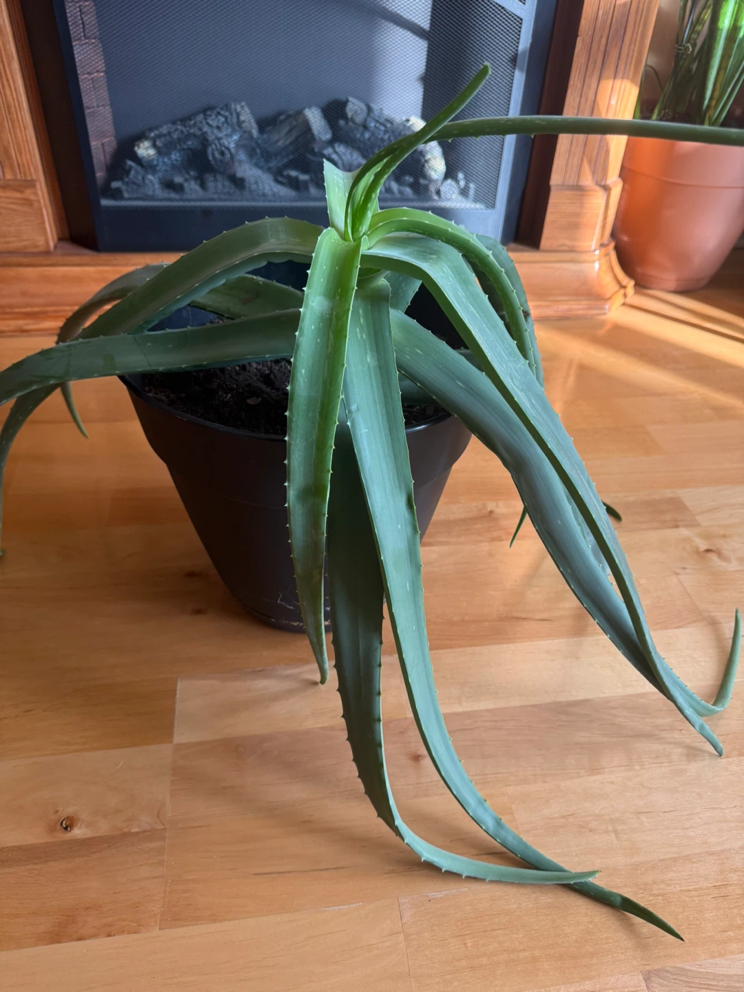 Aloe Vera Plant in Black Pot - photo 4