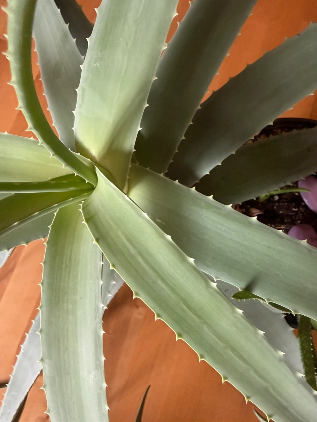 Large Aloe Vera Plant - photo 2