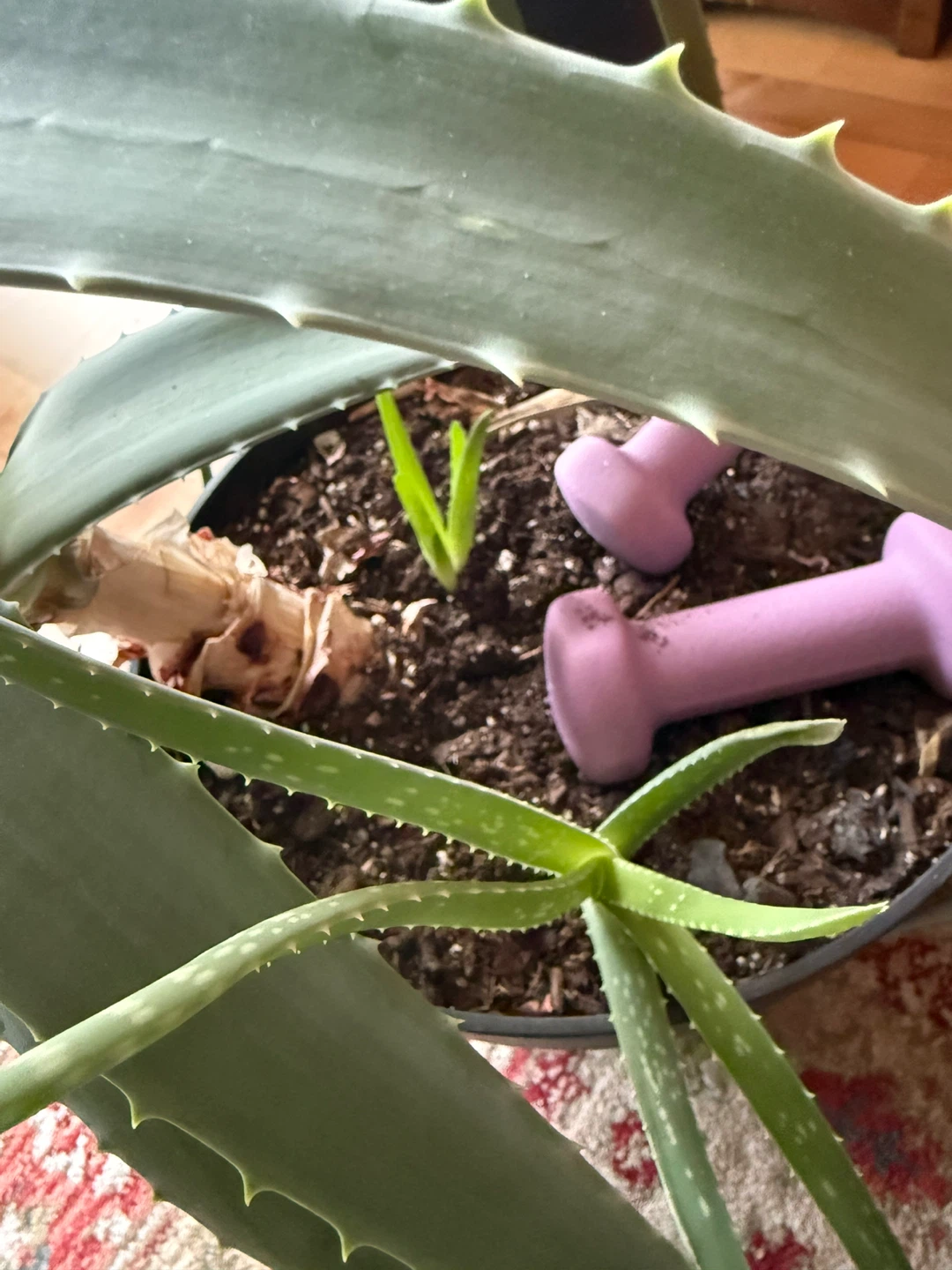 Large Aloe Vera Plant - photo 5