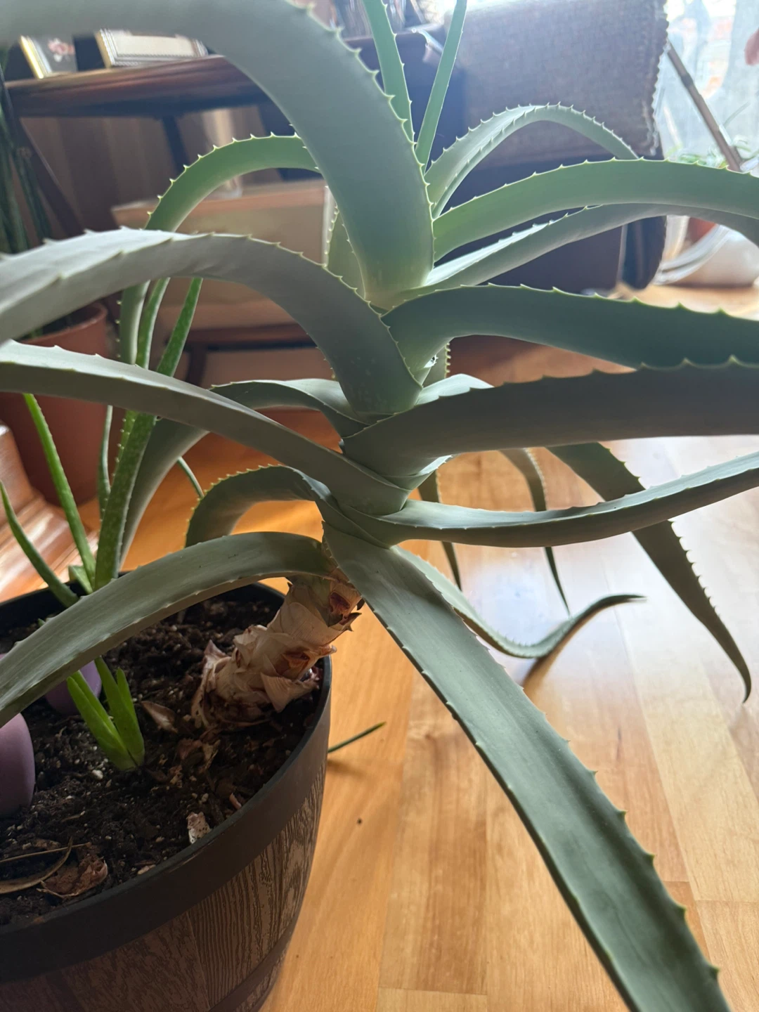 Large Aloe Vera Plant - photo 3