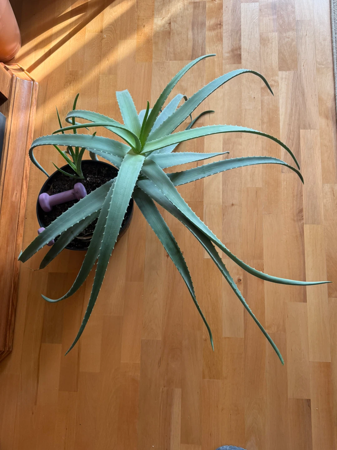 Large Aloe Vera Plant