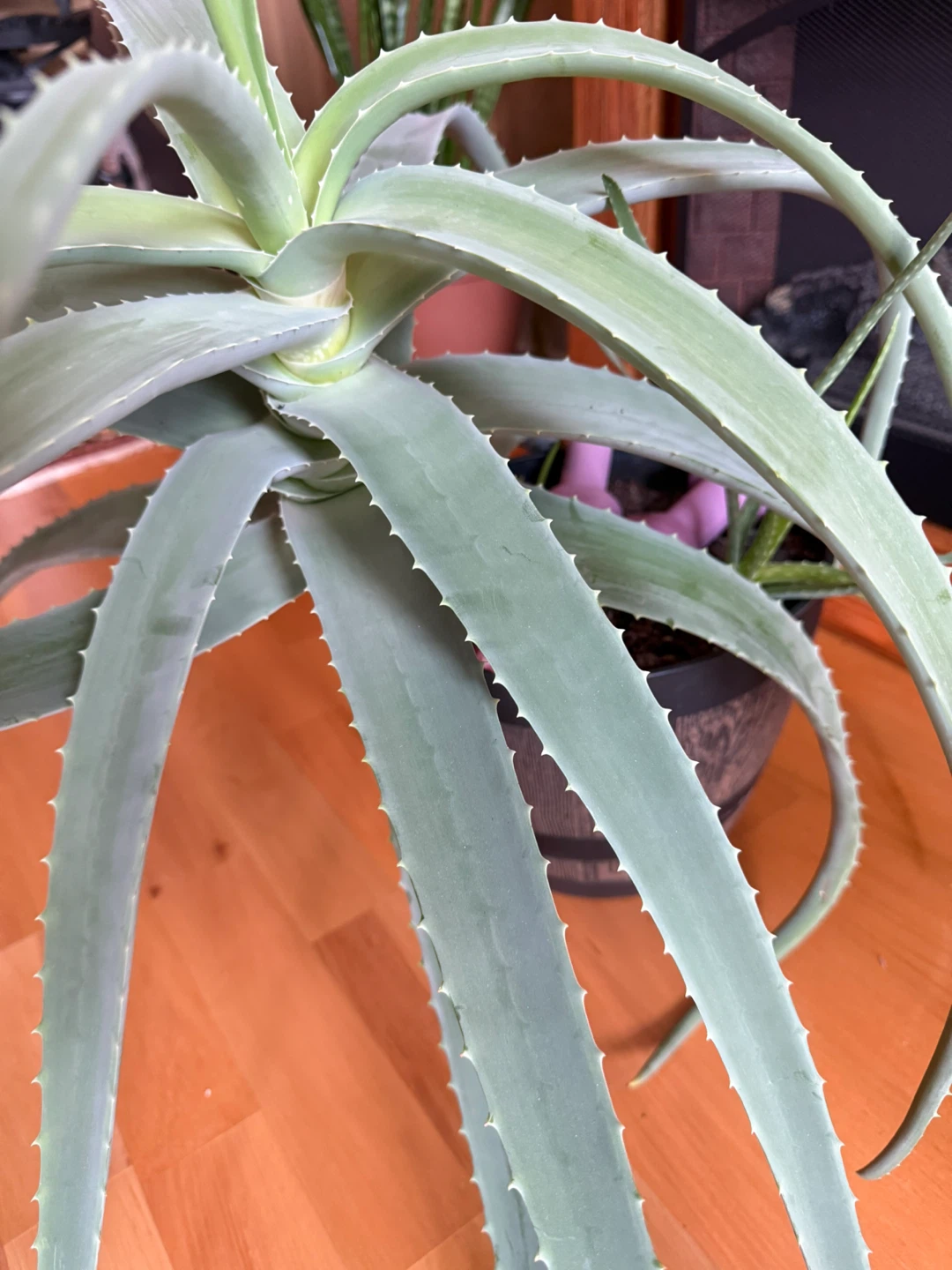 Large Aloe Vera Plant - photo 4