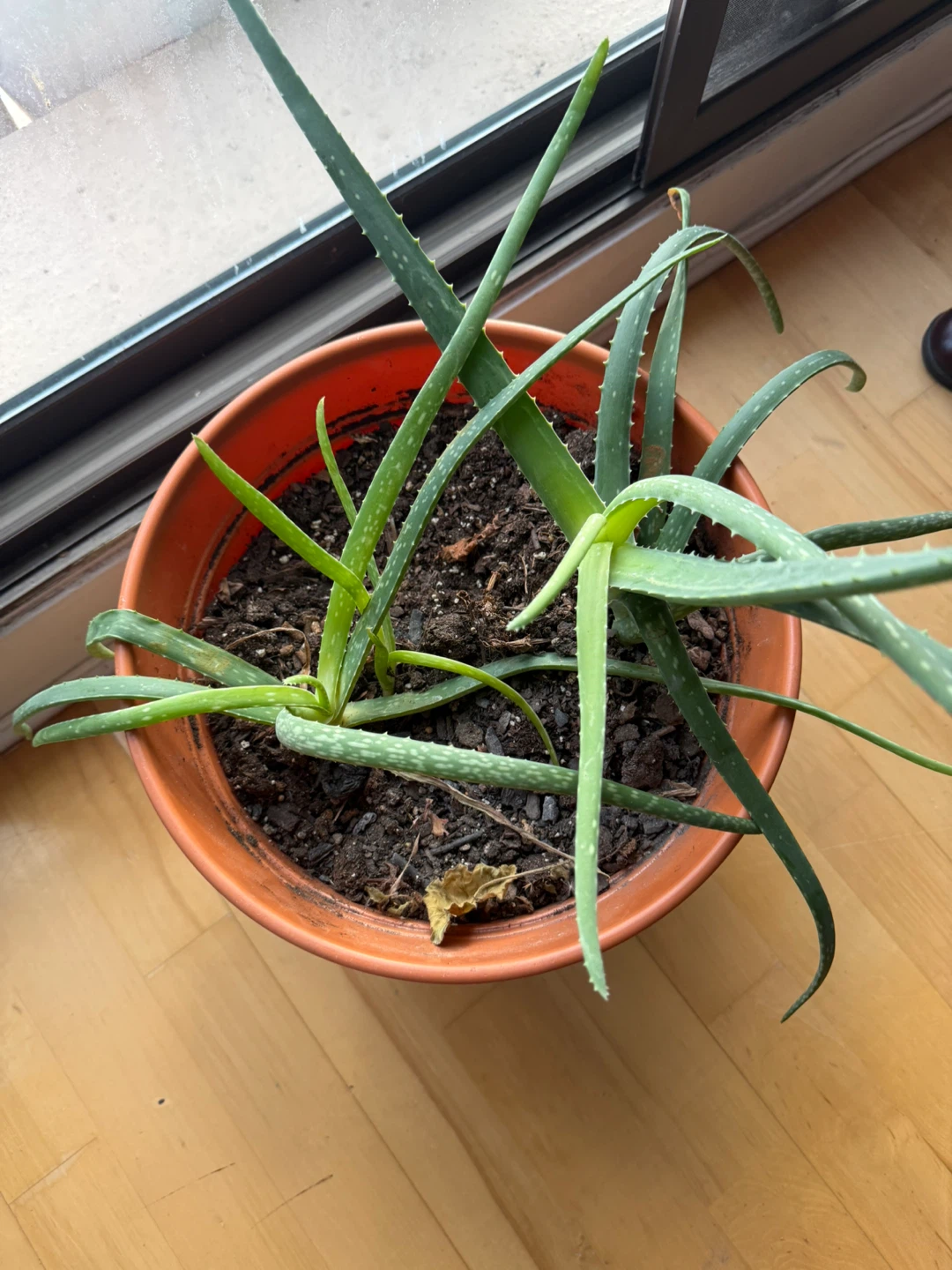 2 Aloe Vera Plant in Pots - photo 3