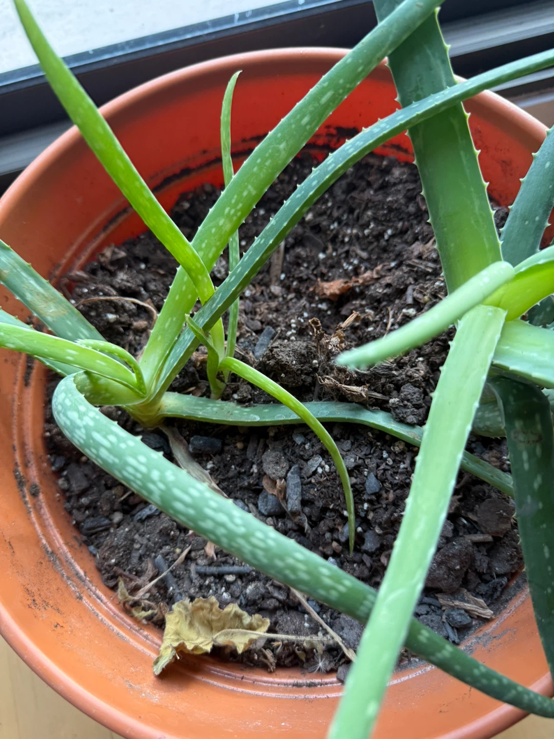 2 Aloe Vera Plant in Pots - photo 2