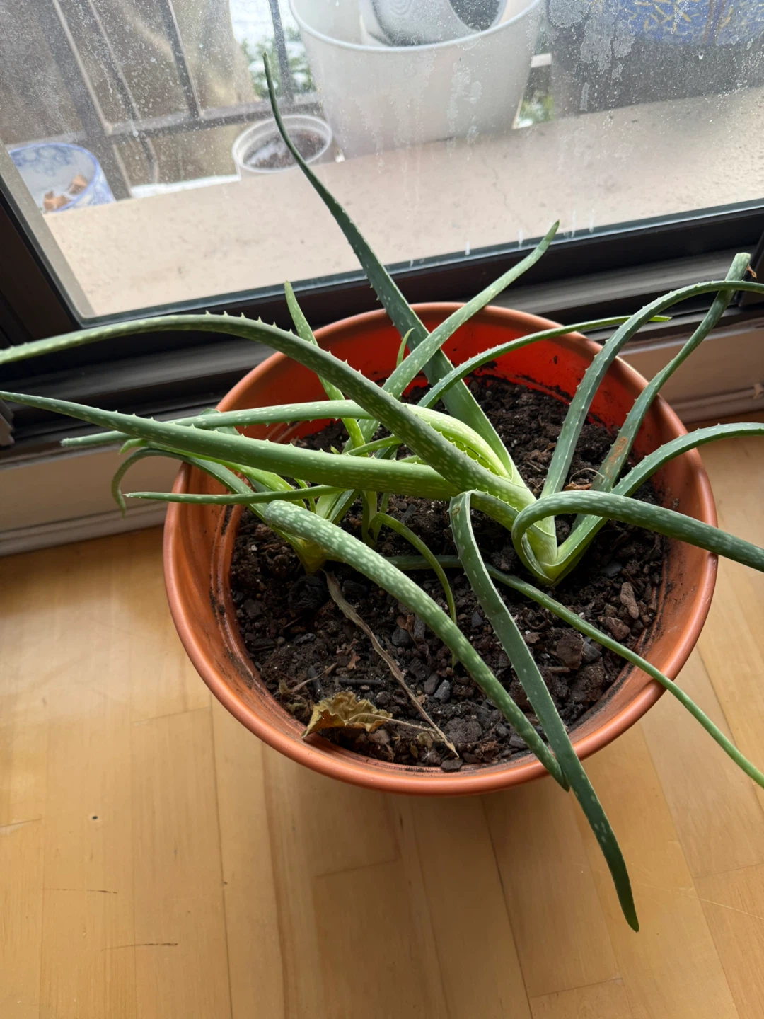 2 Aloe Vera Plant in Pots