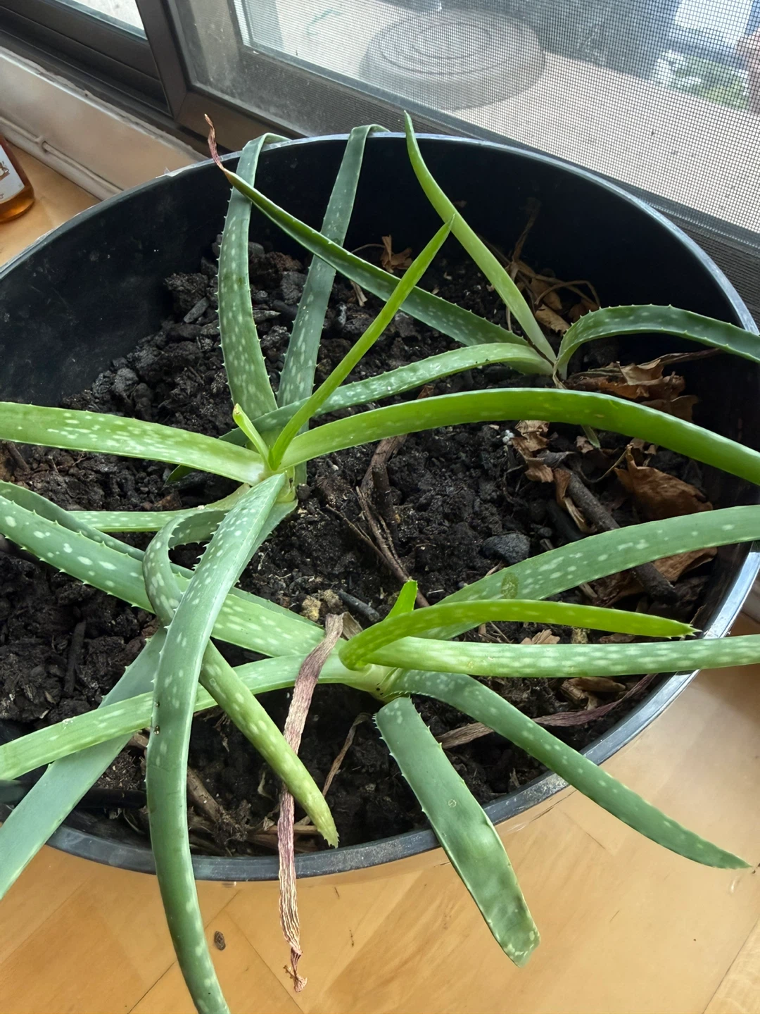 2 Aloe Vera Plant in Pots - photo 4