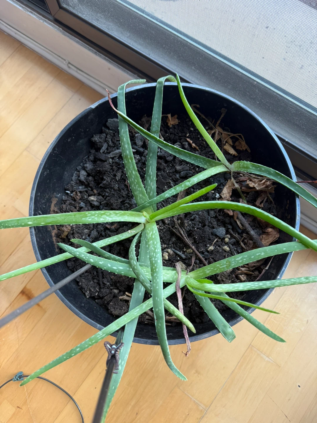 2 Aloe Vera Plant in Pots - photo 5