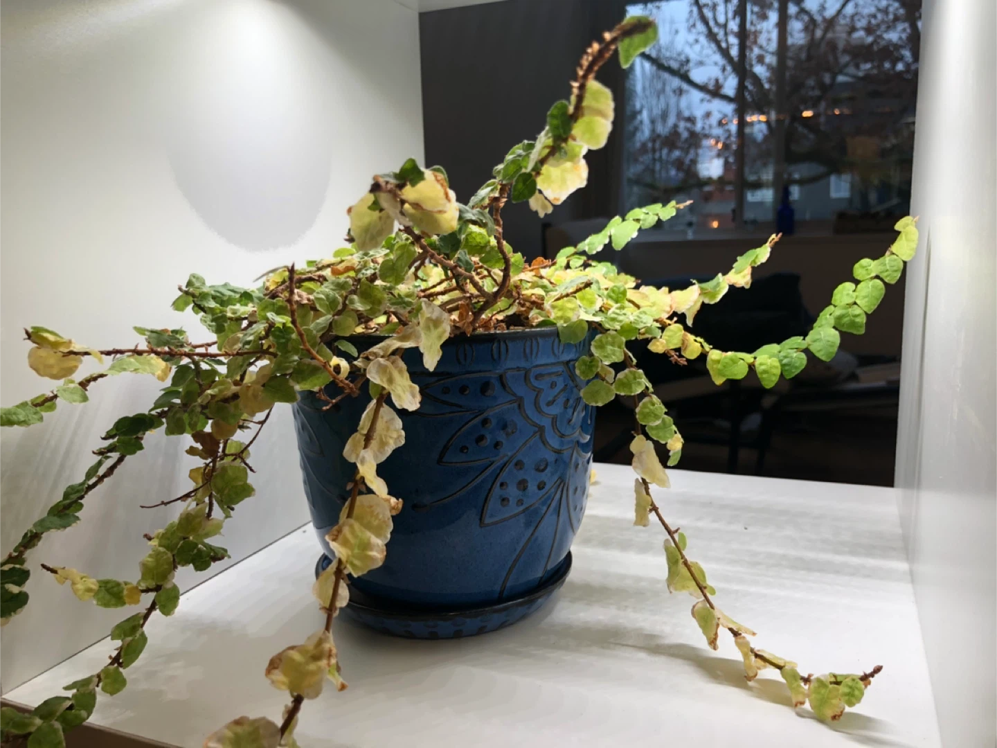 Potted Creeping Fig Plant