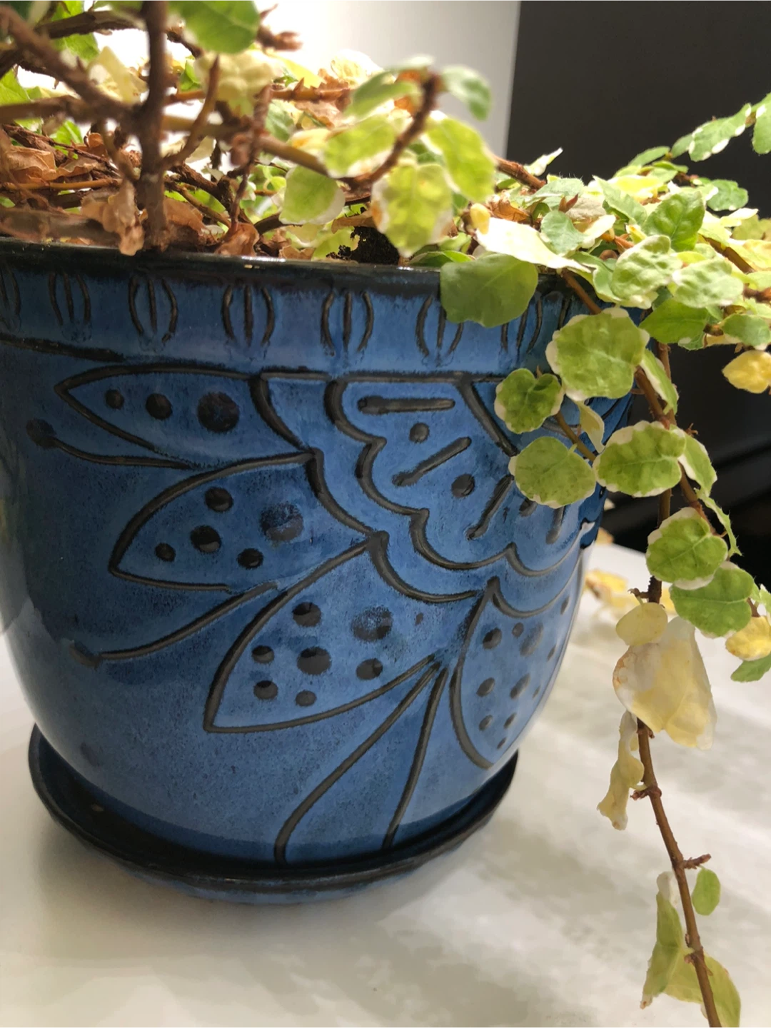 Potted Creeping Fig Plant - photo 3