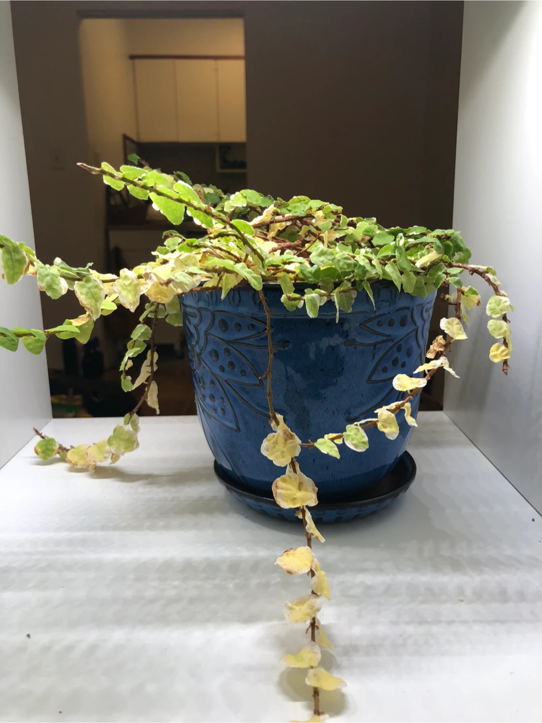 Potted Creeping Fig Plant - photo 2