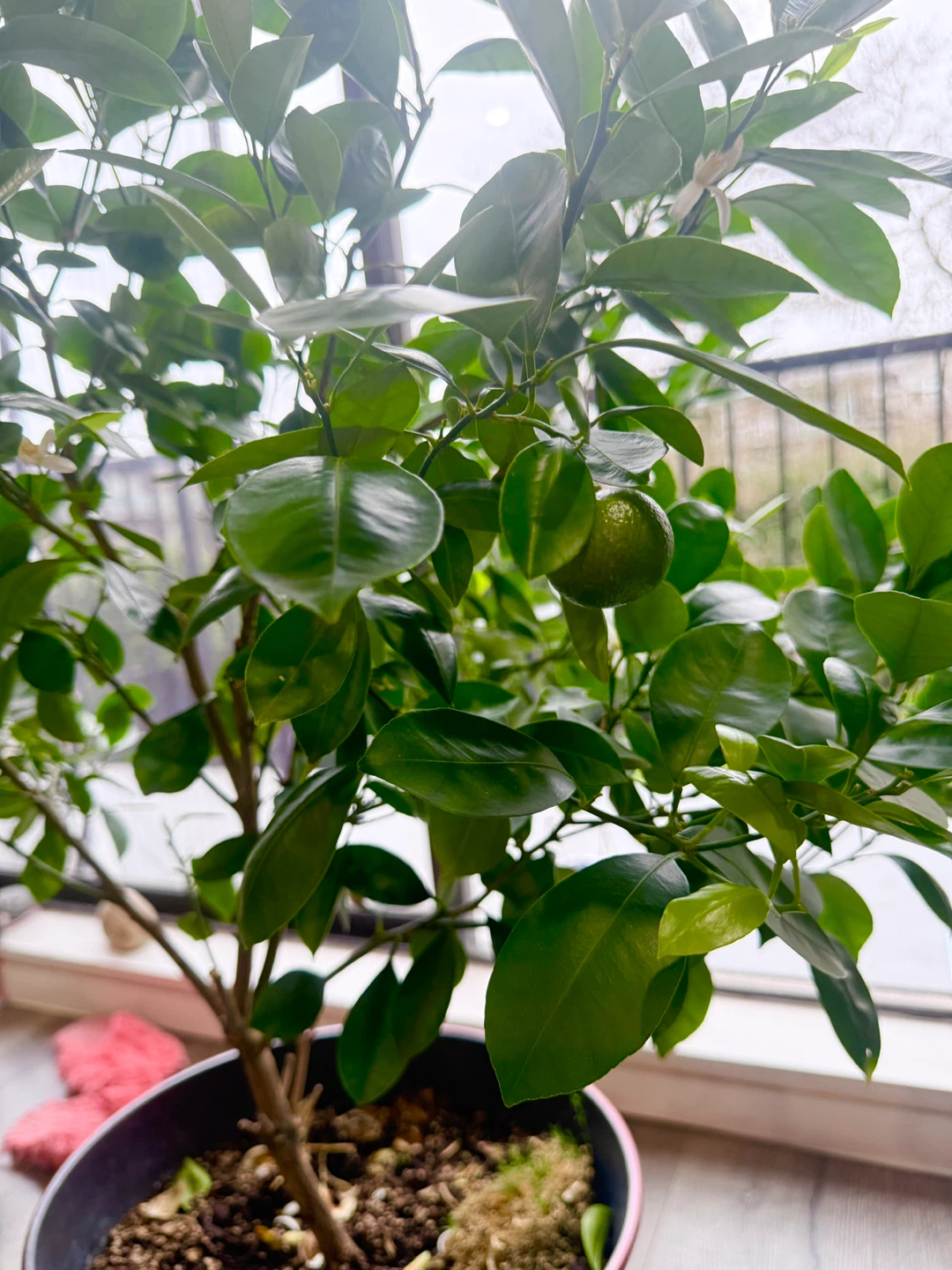 Potted Citrus Tree - with little cute oranges 🍊 - photo 2