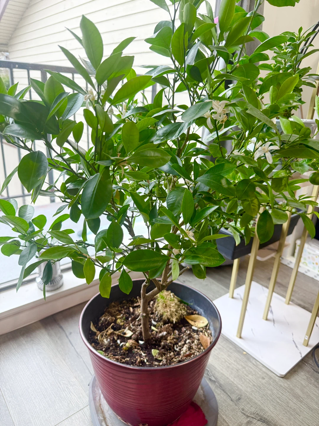 Potted Citrus Tree - with little cute oranges 🍊 - photo 4