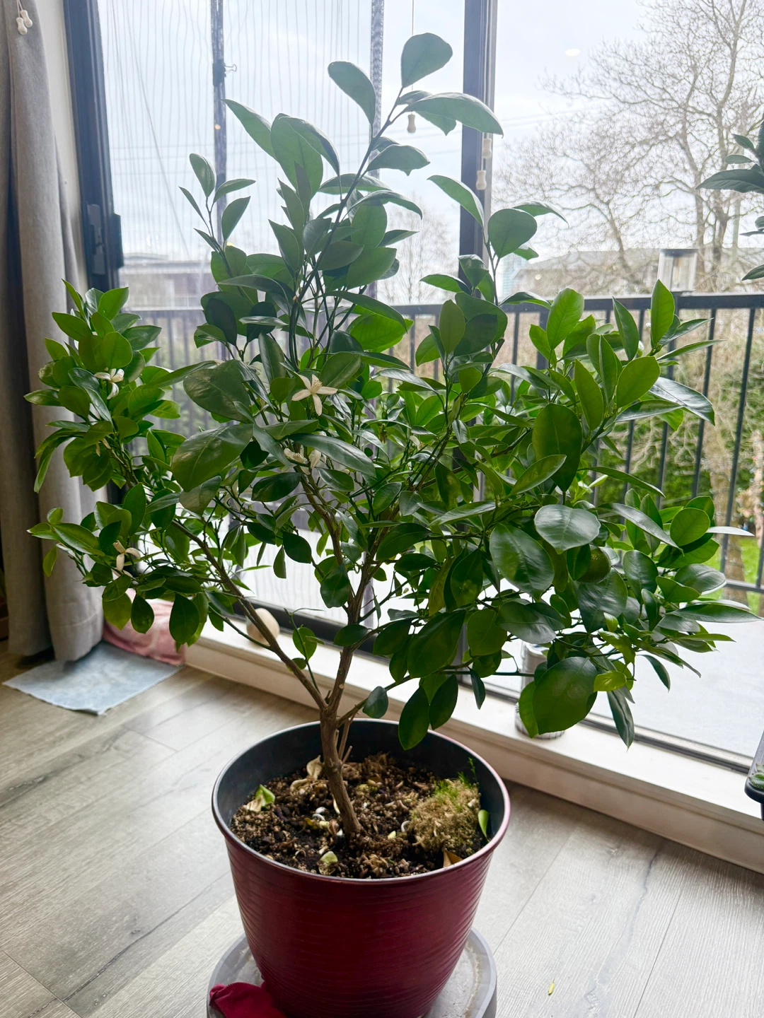 Potted Citrus Tree - with little cute oranges 🍊