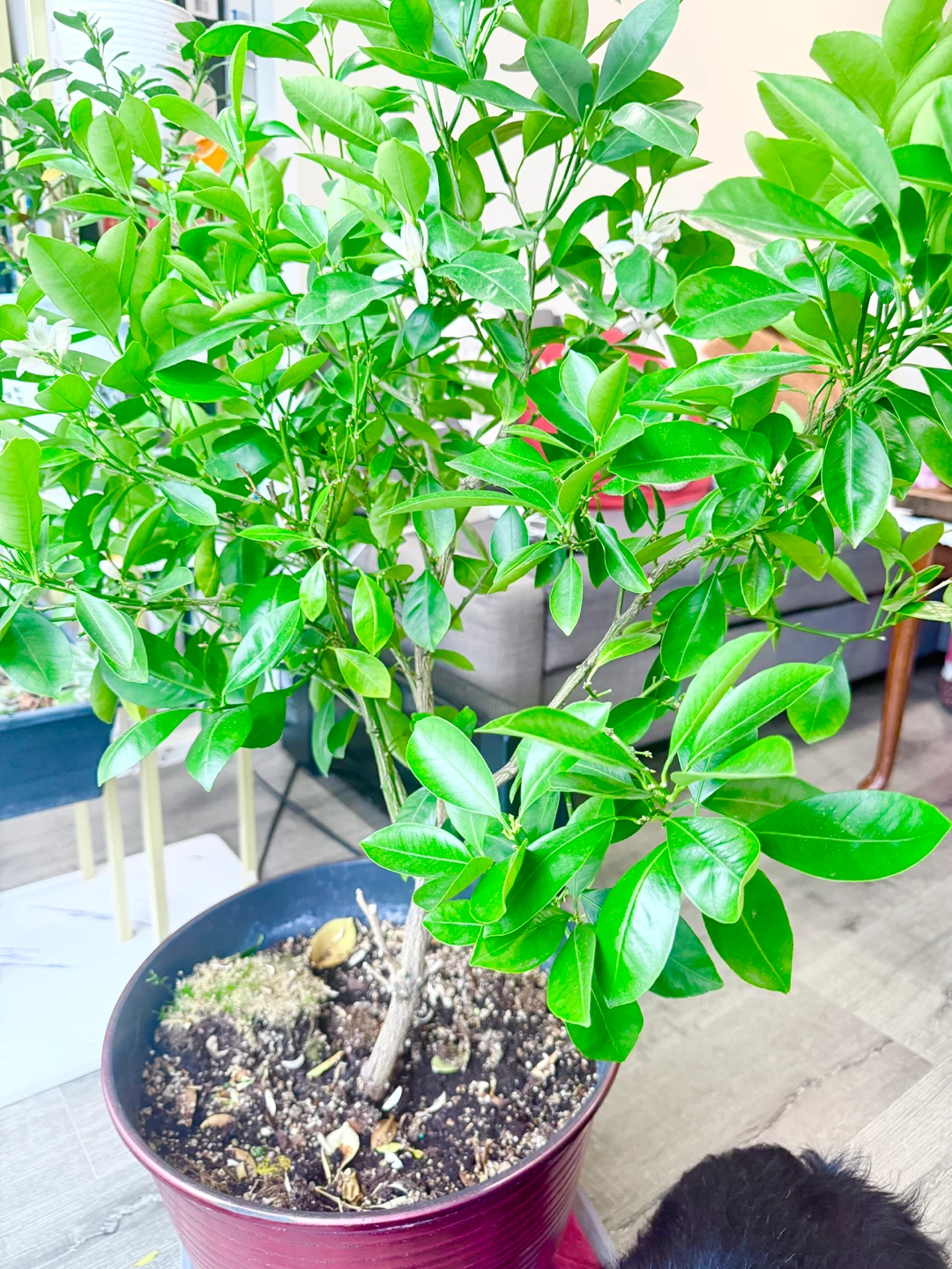 Potted Citrus Tree - with little cute oranges 🍊 - photo 3