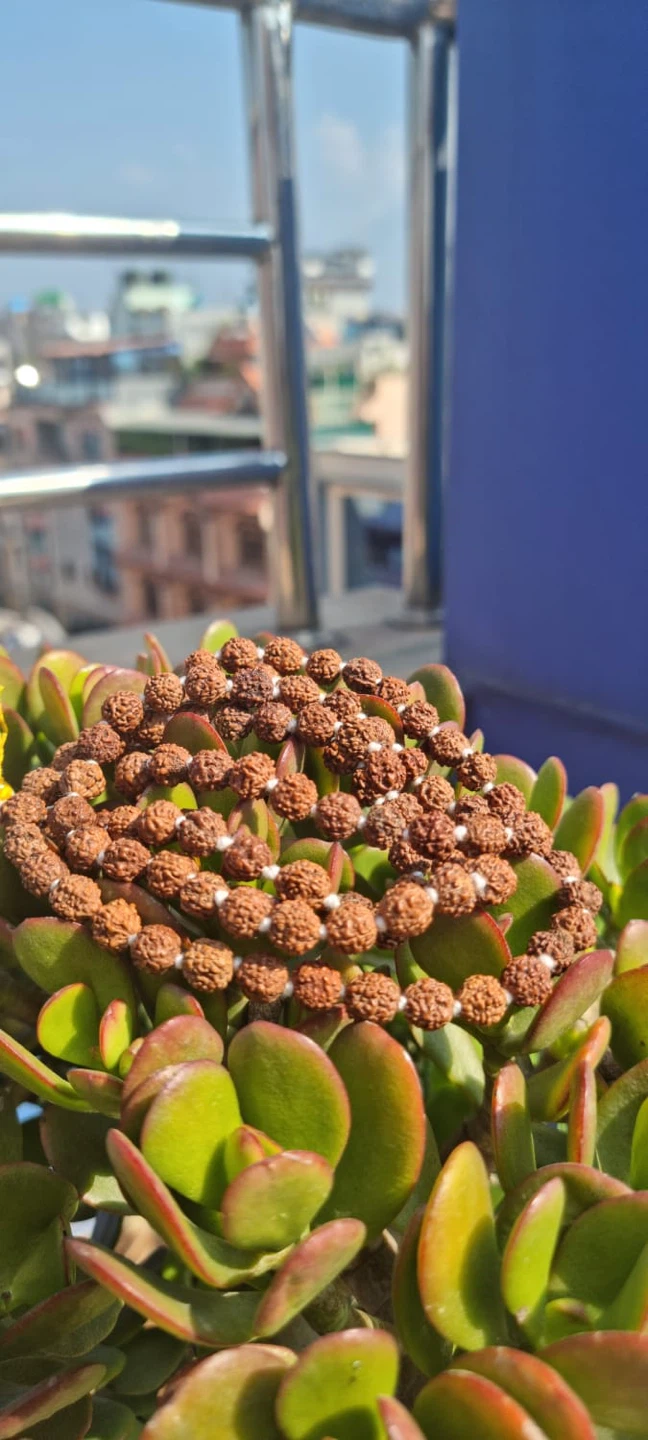 7mm Rudraksha Beads Mala - photo 2