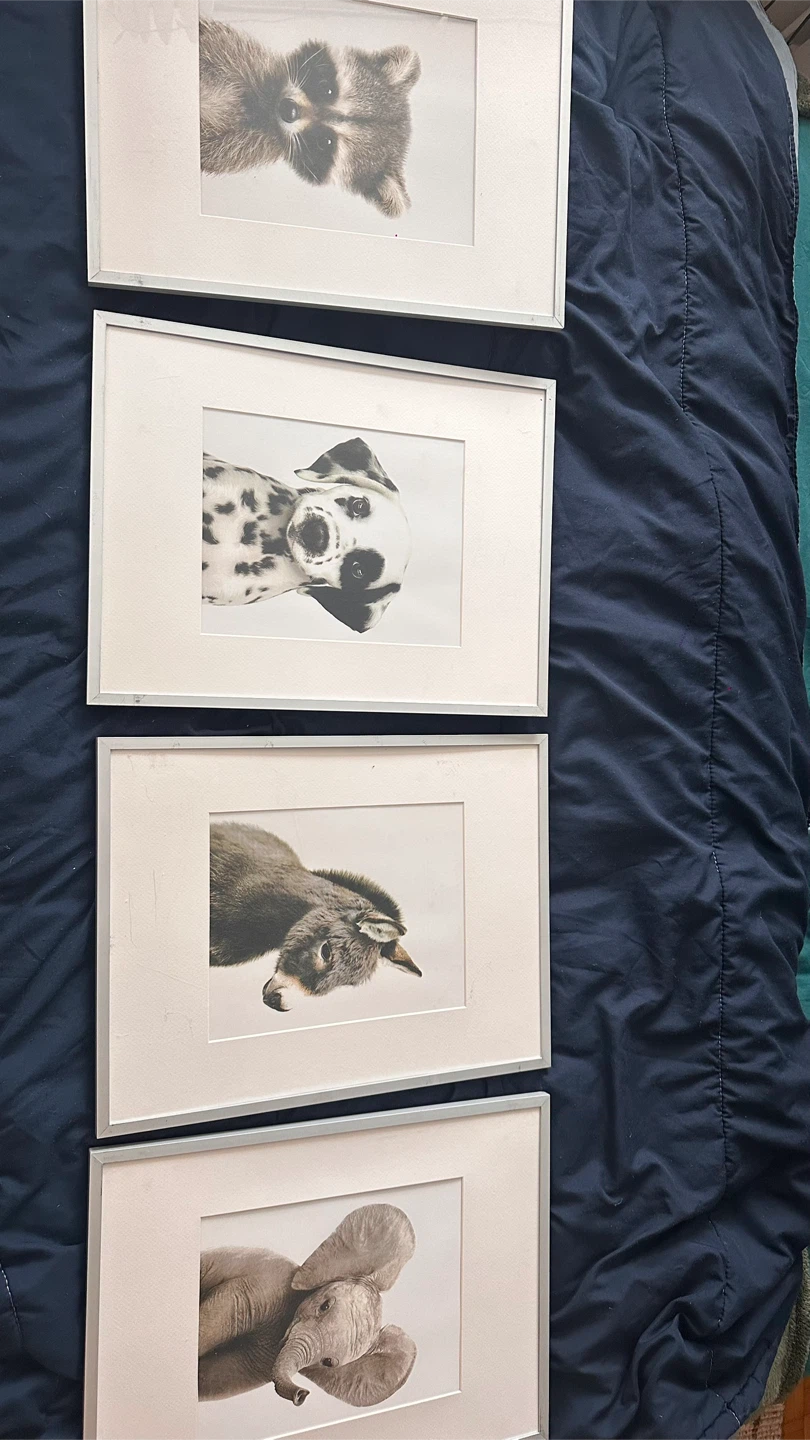 Set of 4 Framed Animal Prints