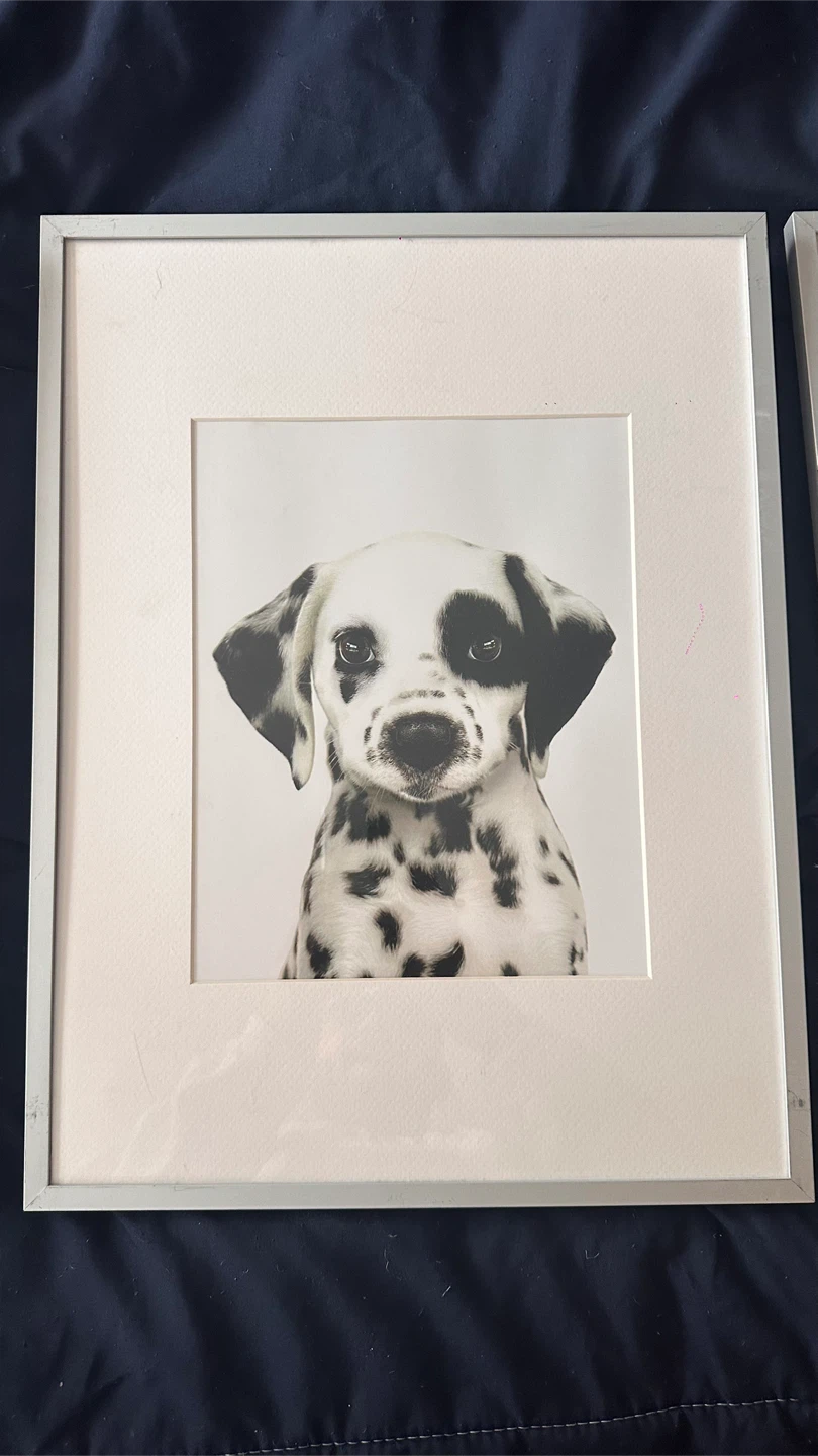Set of 4 Framed Animal Prints - photo 3