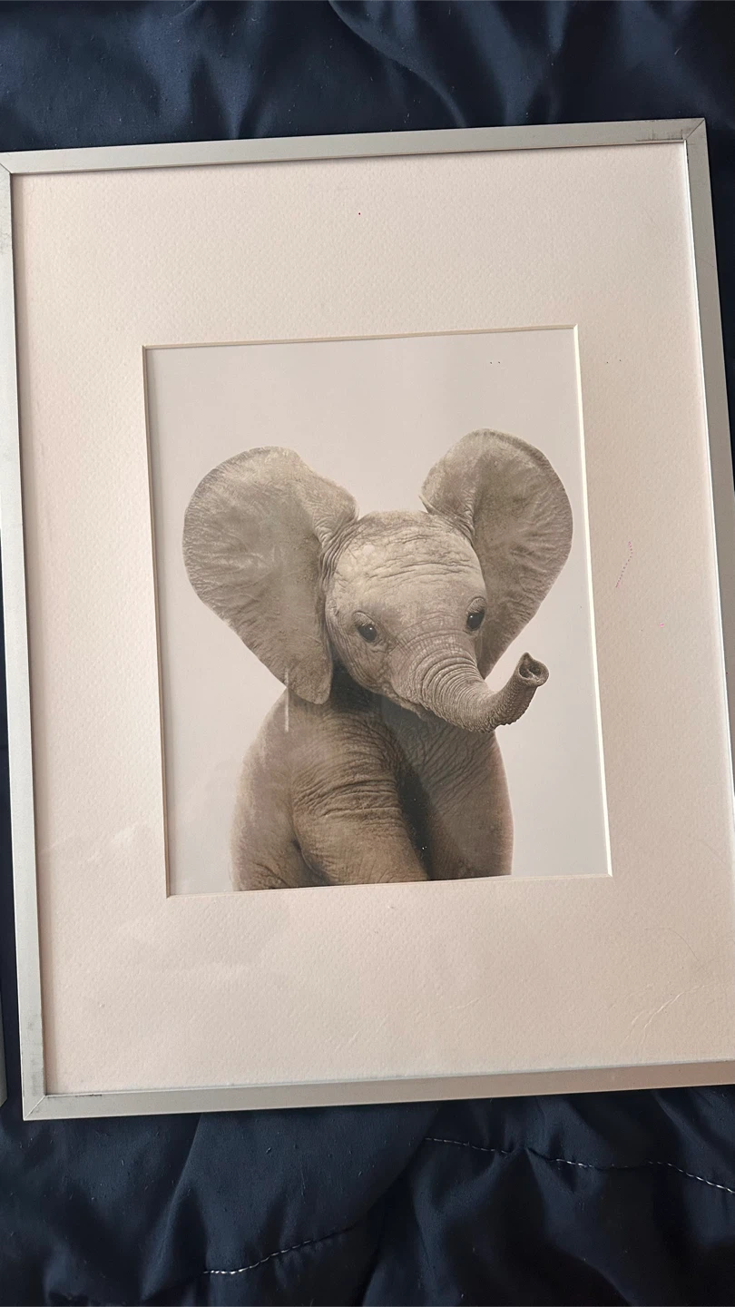 Set of 4 Framed Animal Prints - photo 5