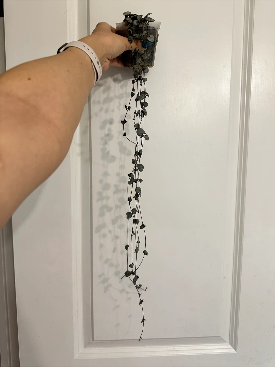 String of Hearts Plant