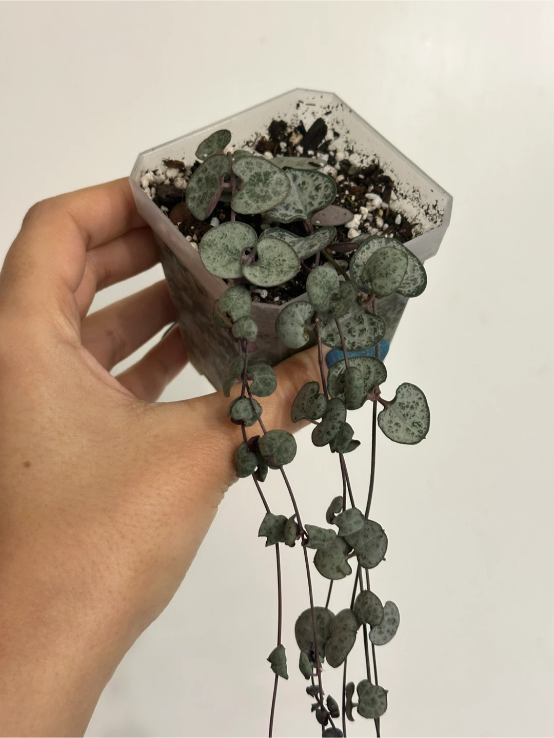 String of Hearts Plant - photo 2