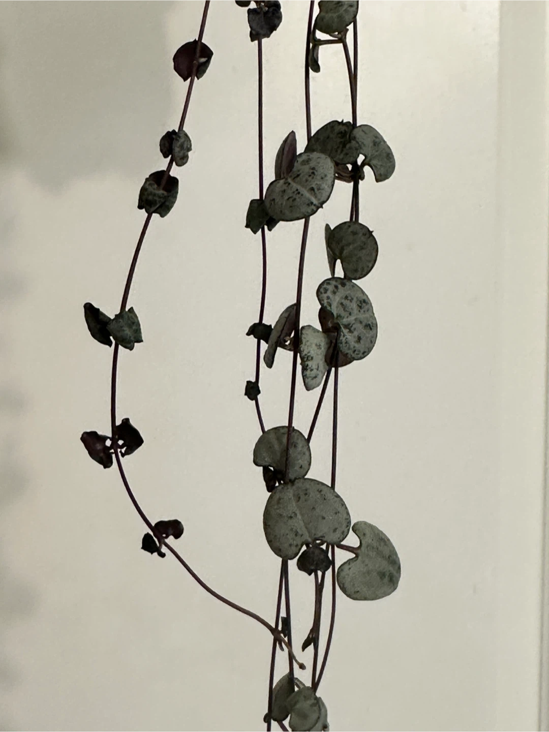 String of Hearts Plant - photo 4
