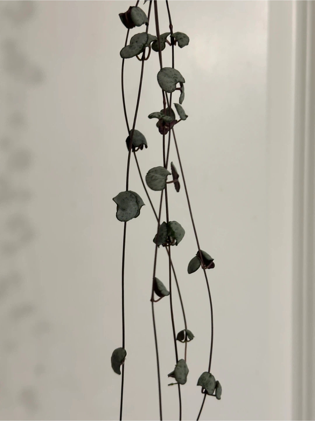 String of Hearts Plant - photo 3