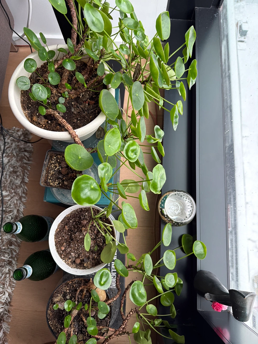 Pilea peperomioides plant and more
