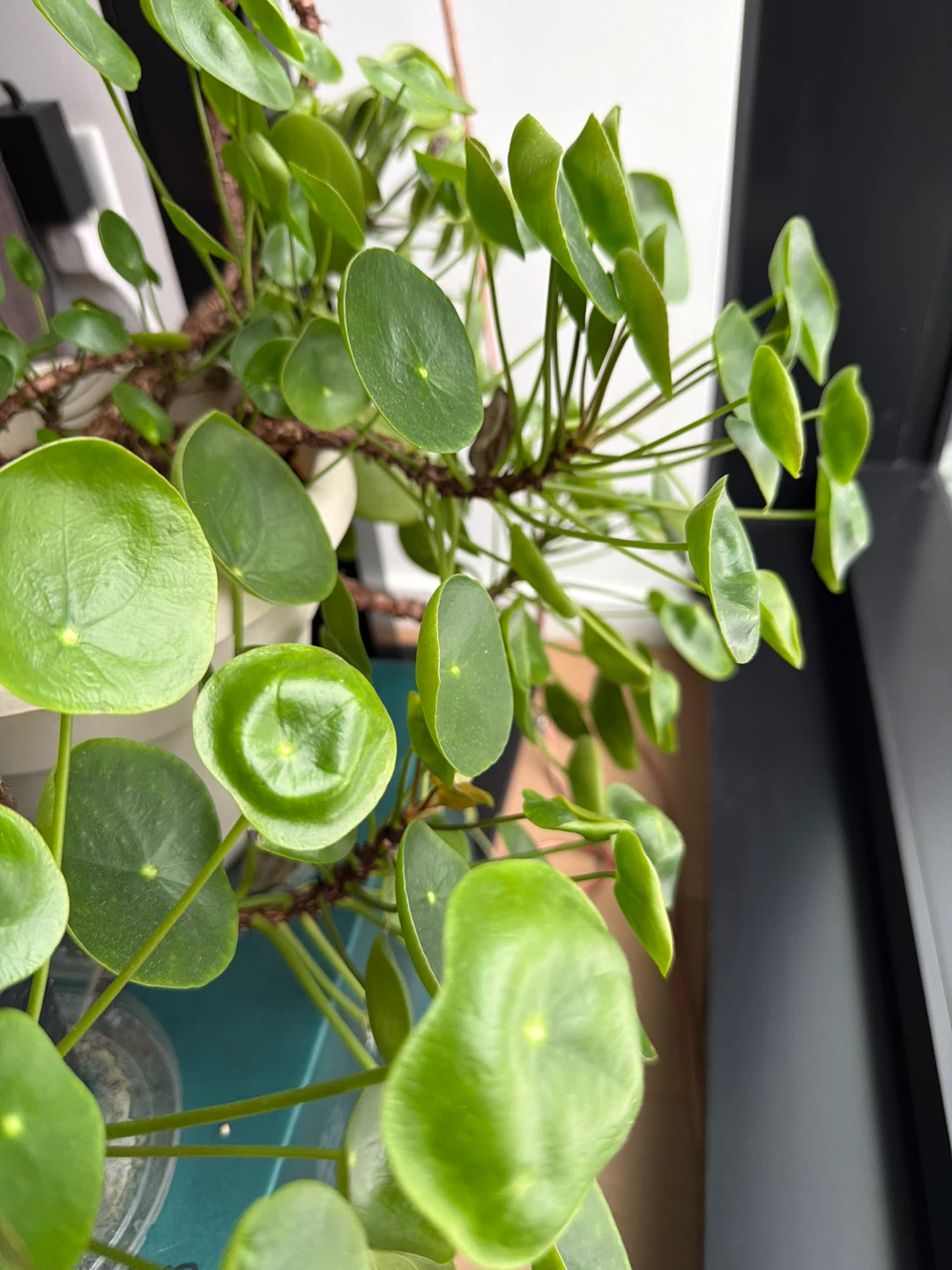Pilea peperomioides plant and more - photo 2