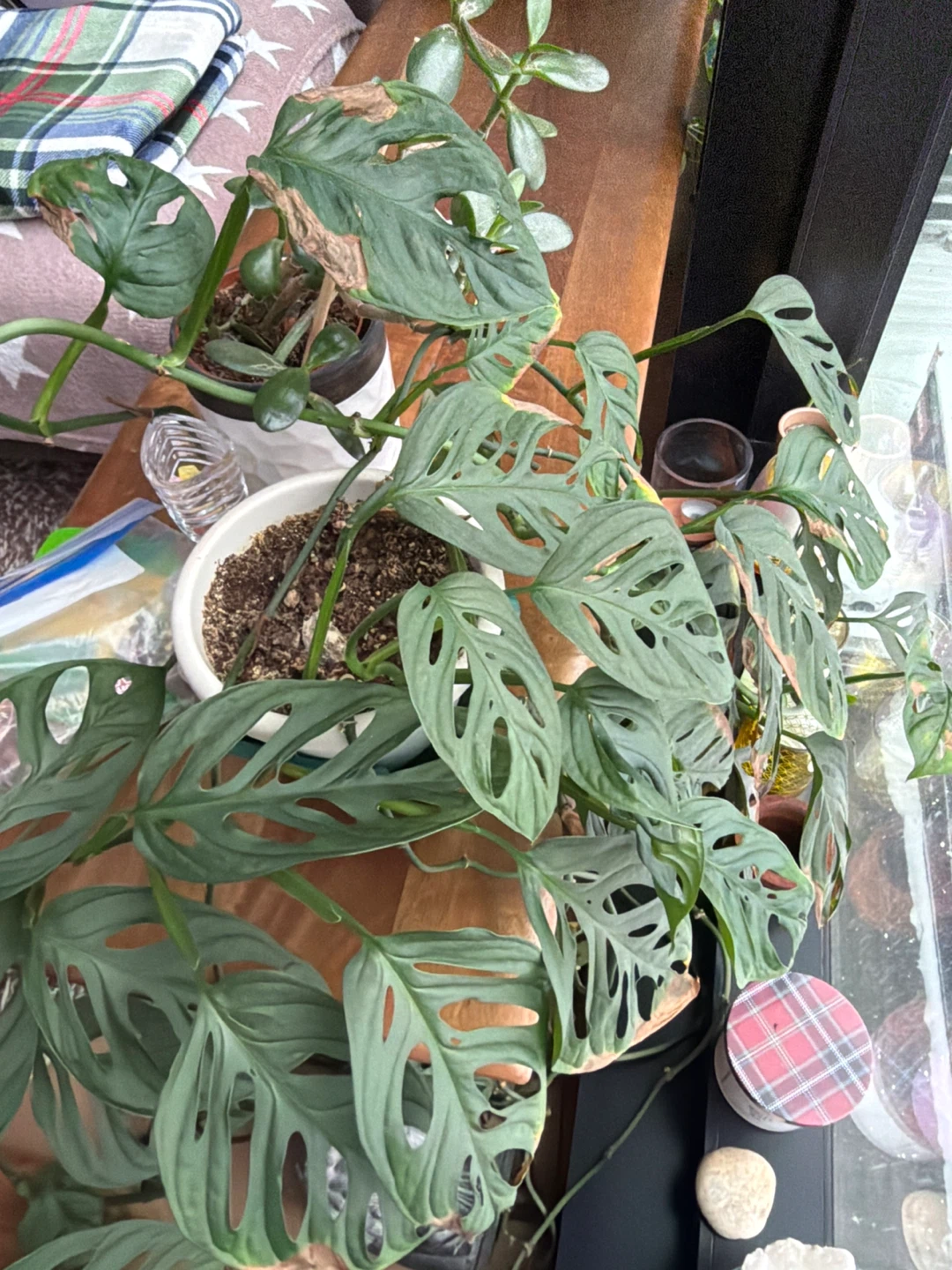 Pilea peperomioides plant and more - photo 3