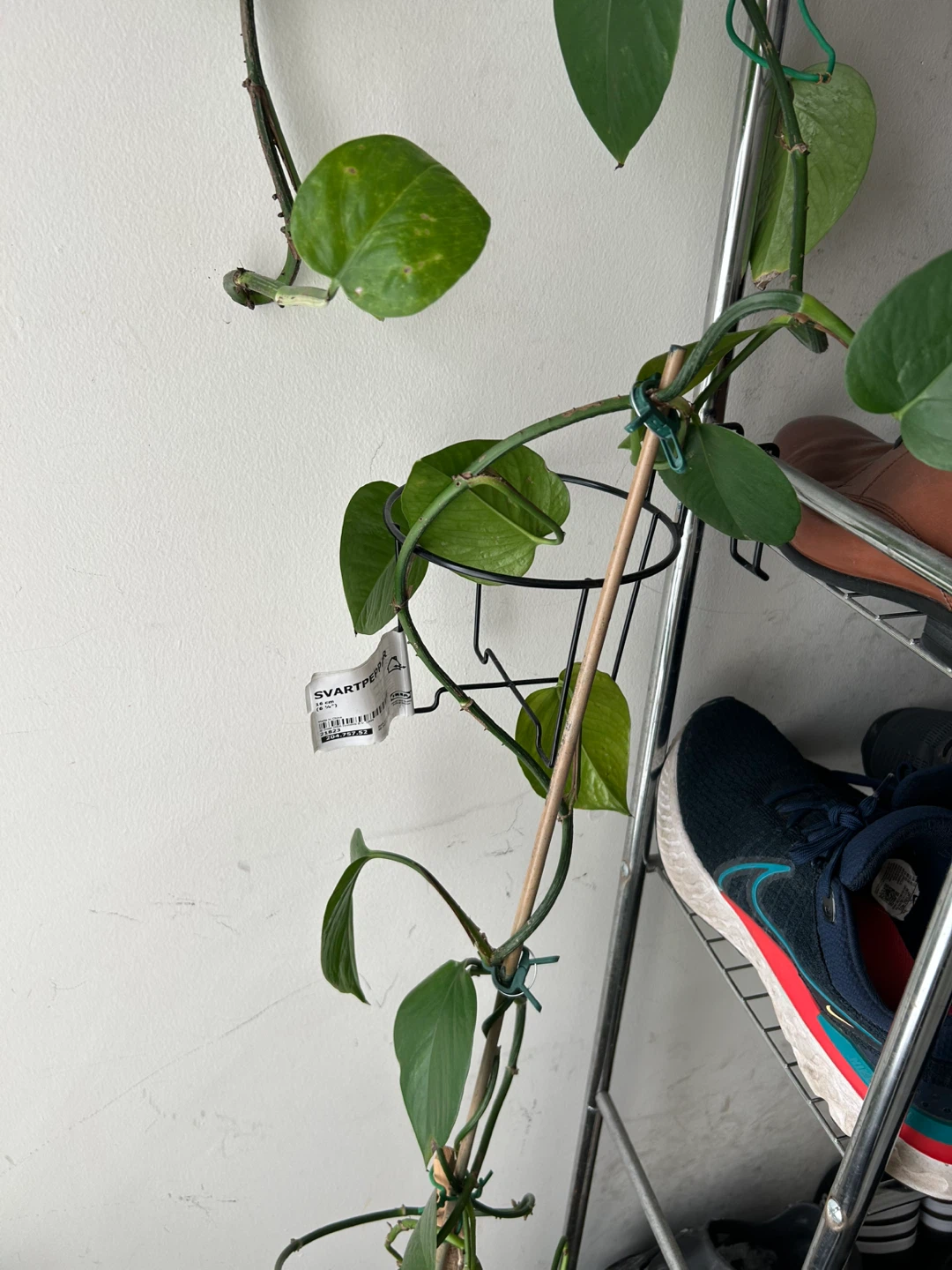 Pothos Plant