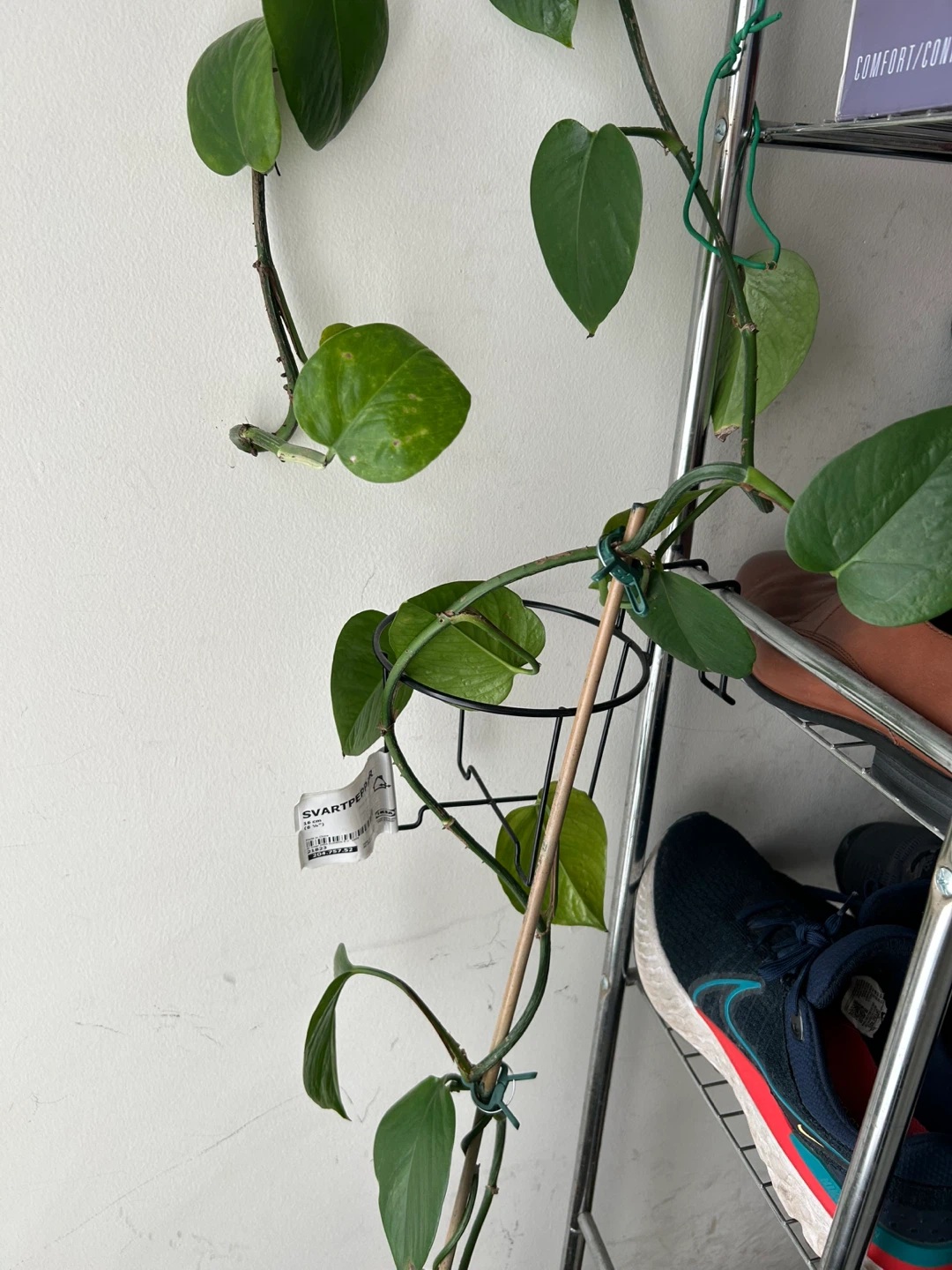 Pothos Plant - photo 2