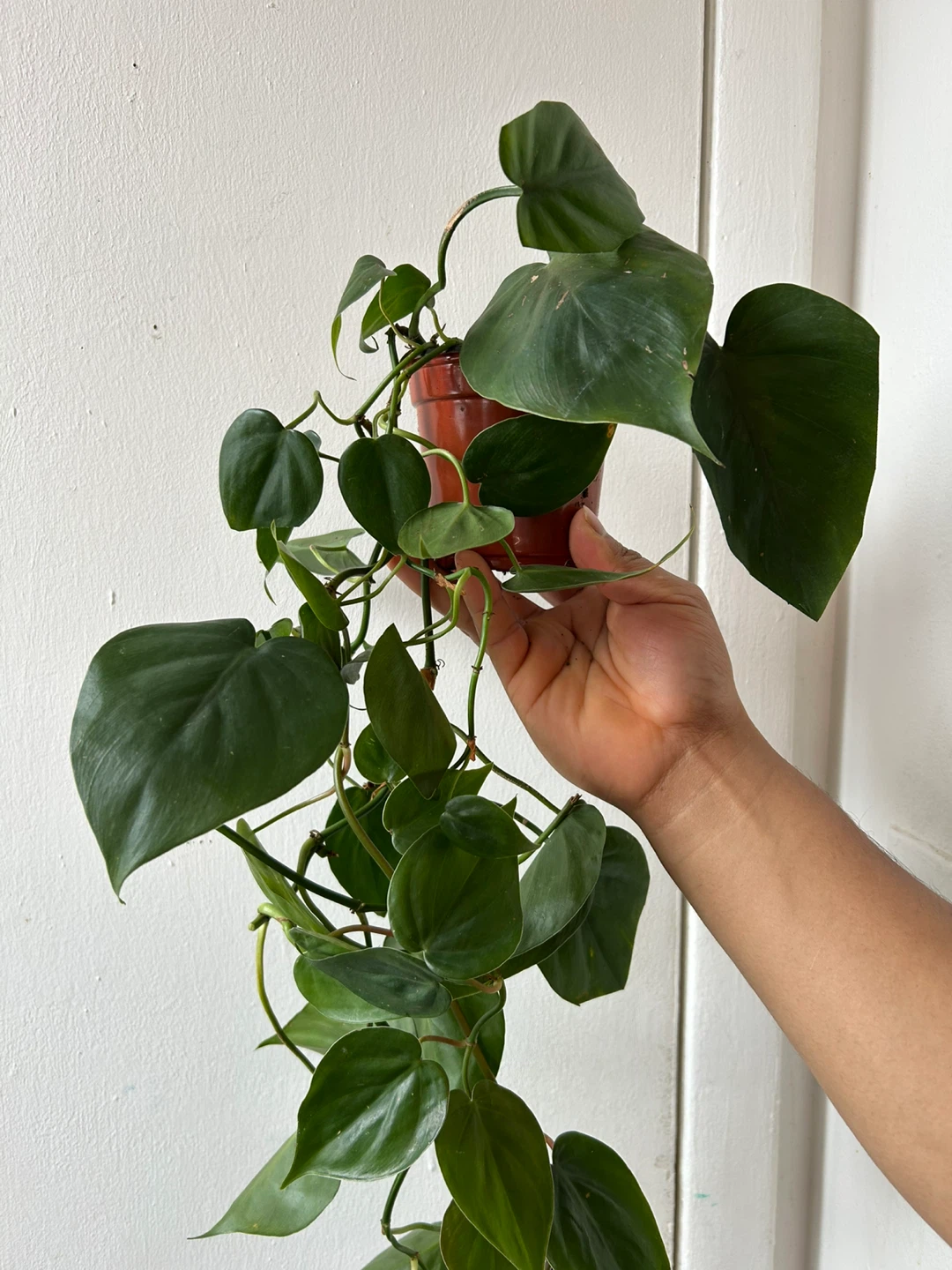 Heart leaf philodendron - photo 4