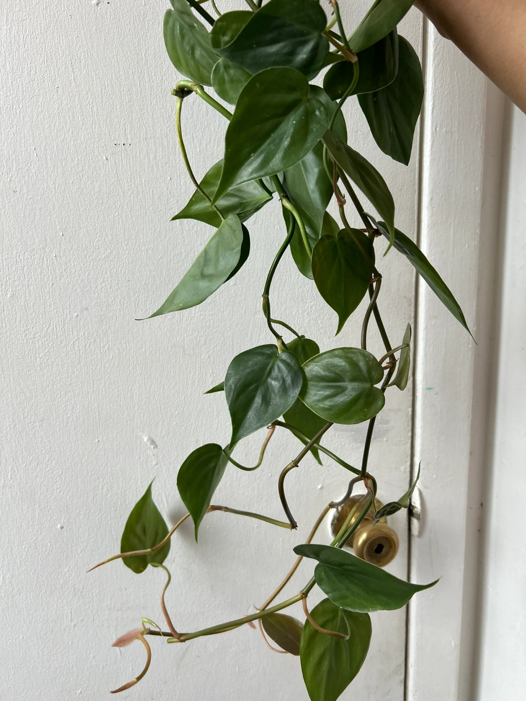 Heart leaf philodendron - photo 3