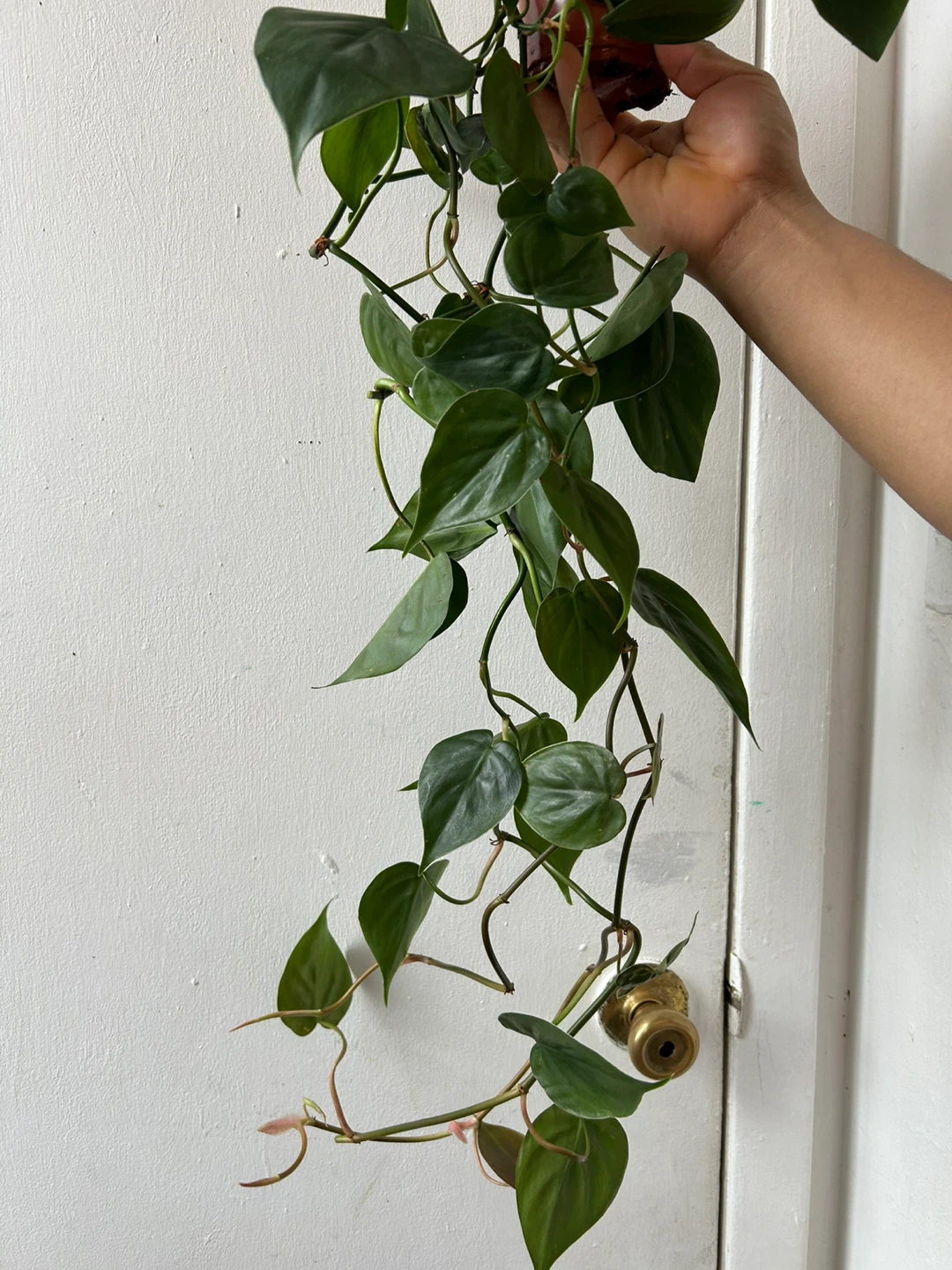 Heart leaf philodendron - photo 2