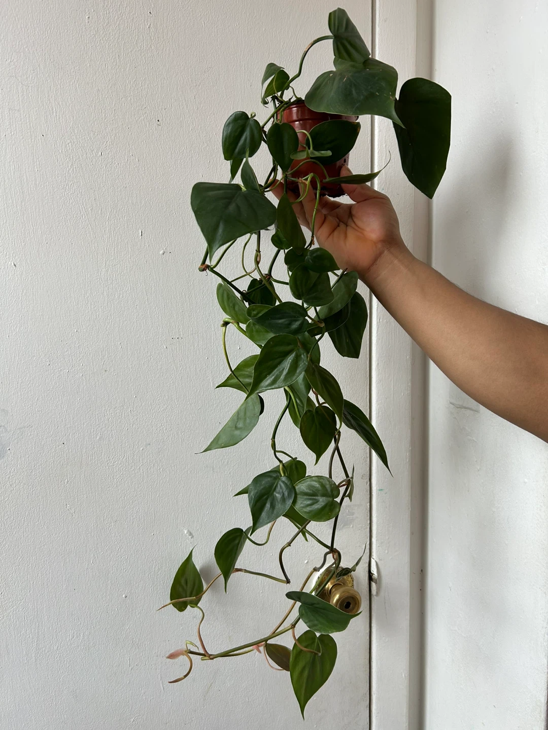 Heart leaf philodendron