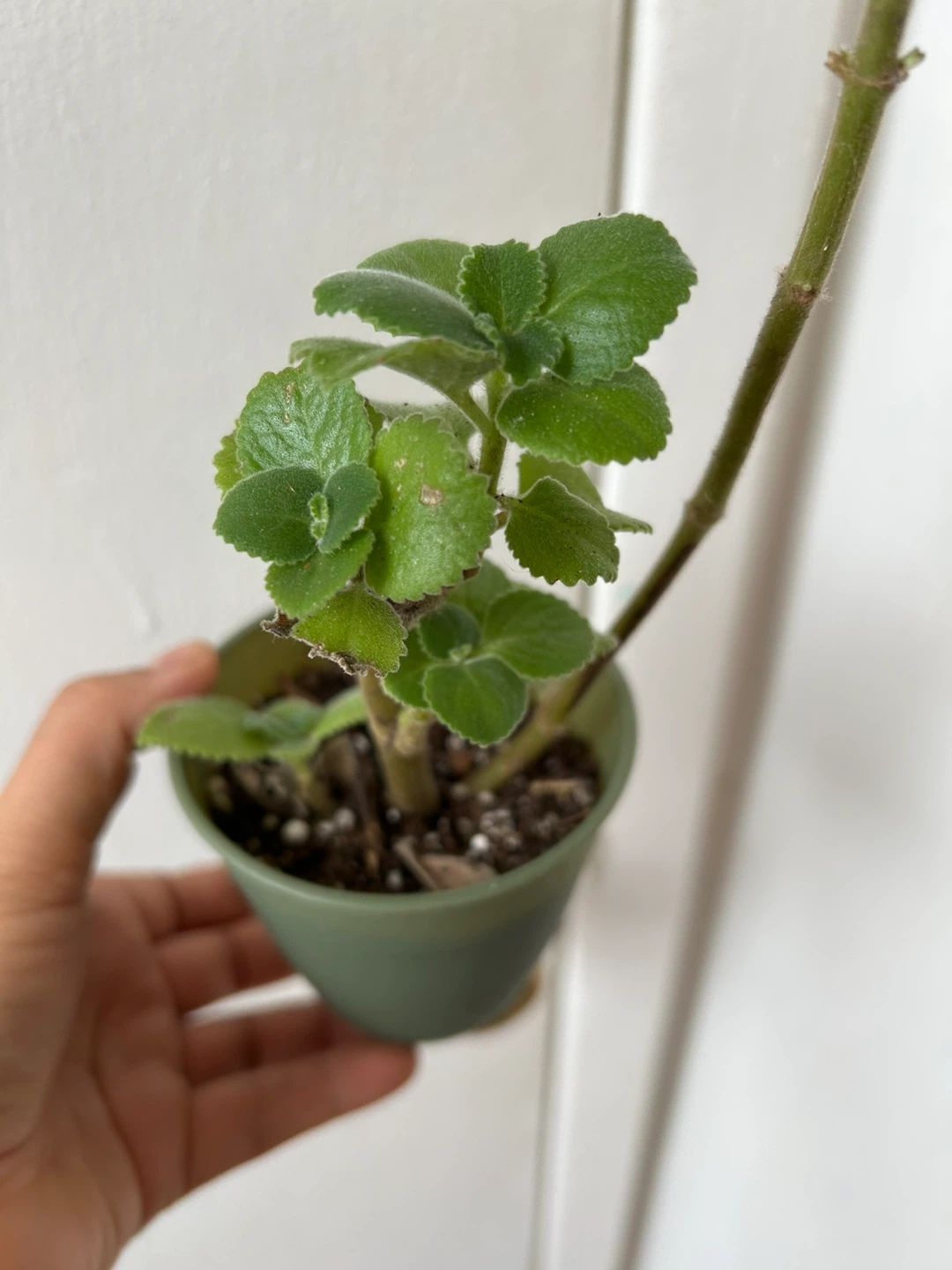 Cuban oregano - photo 3