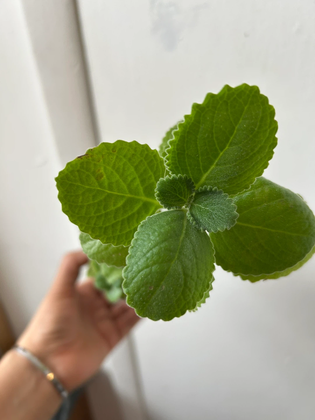Cuban oregano - photo 2