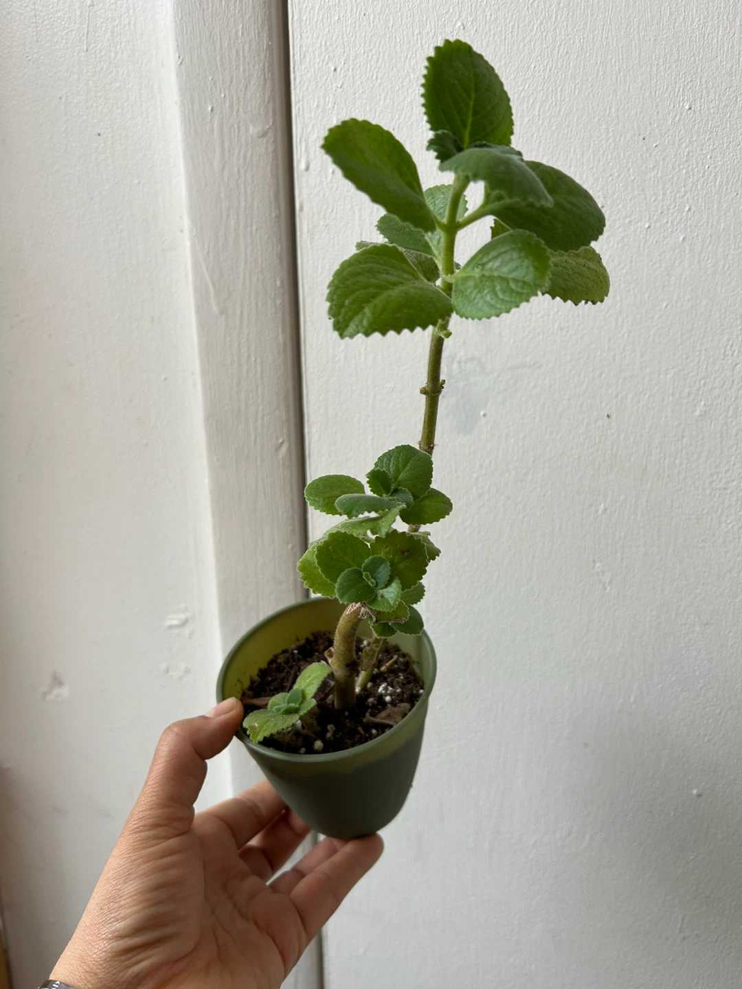 Cuban oregano