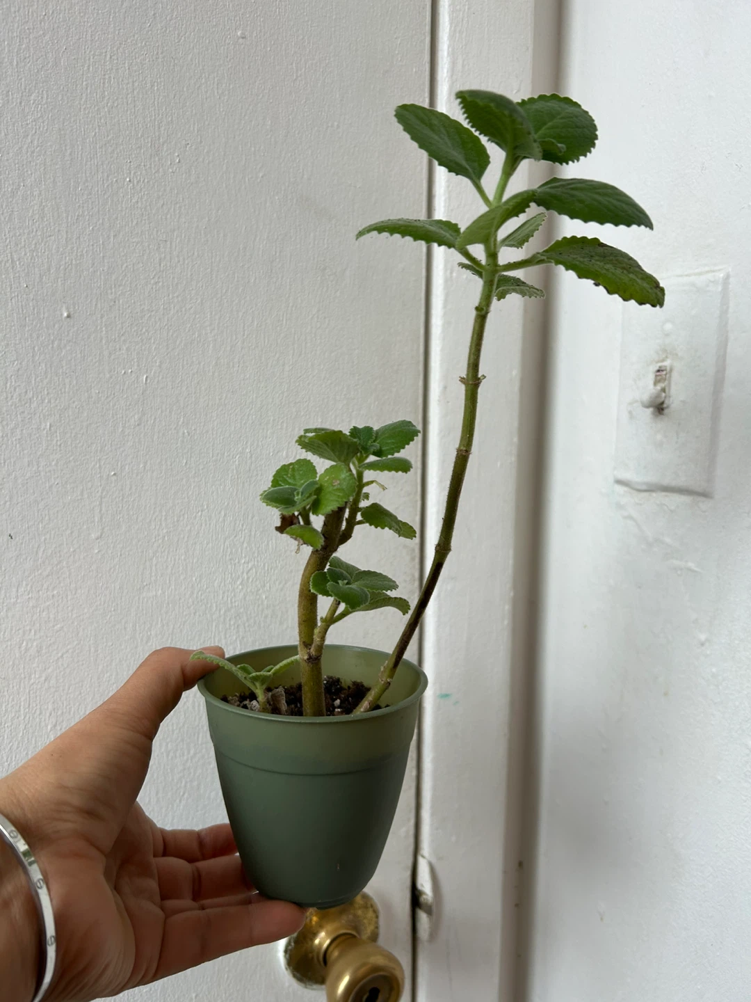 Cuban oregano - photo 4