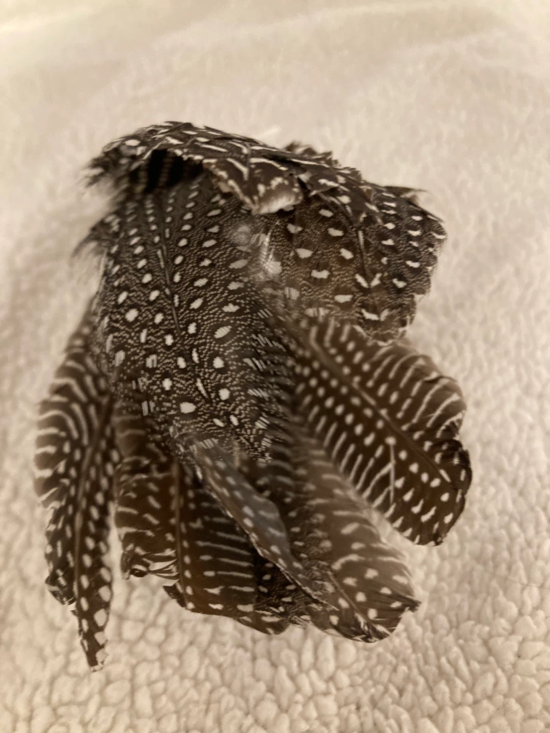 Petlinks Feather Toy - photo 4