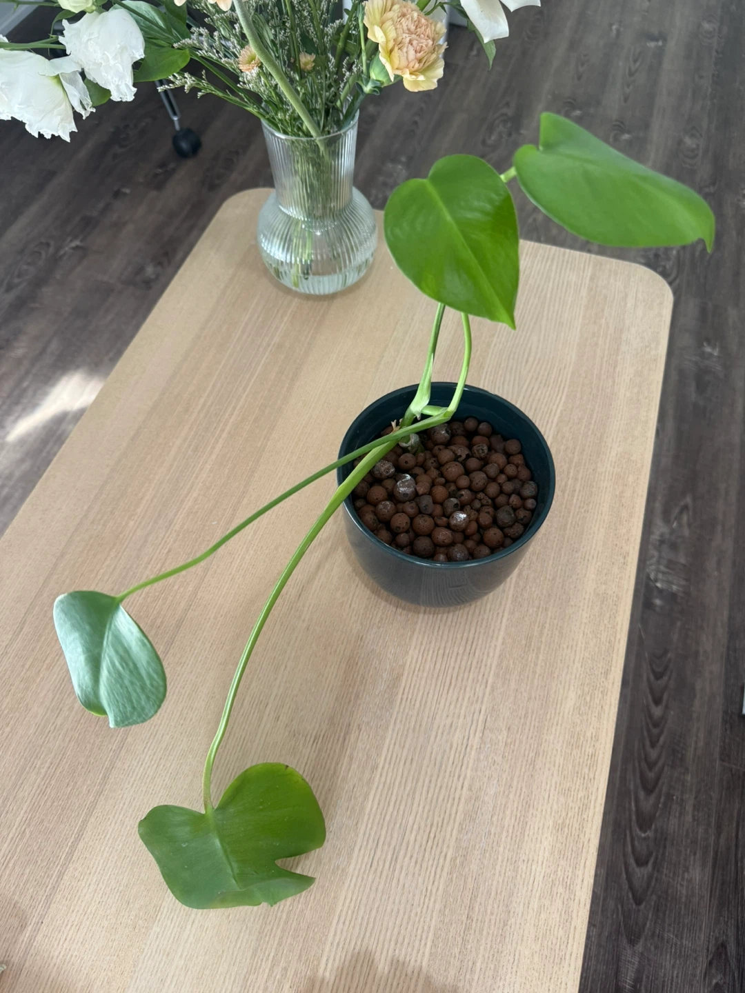 Monstera Deliciosa Plant in water