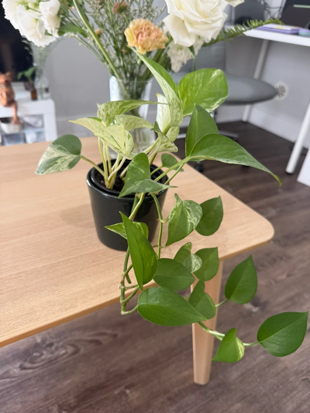 Pothos Plant - photo 2