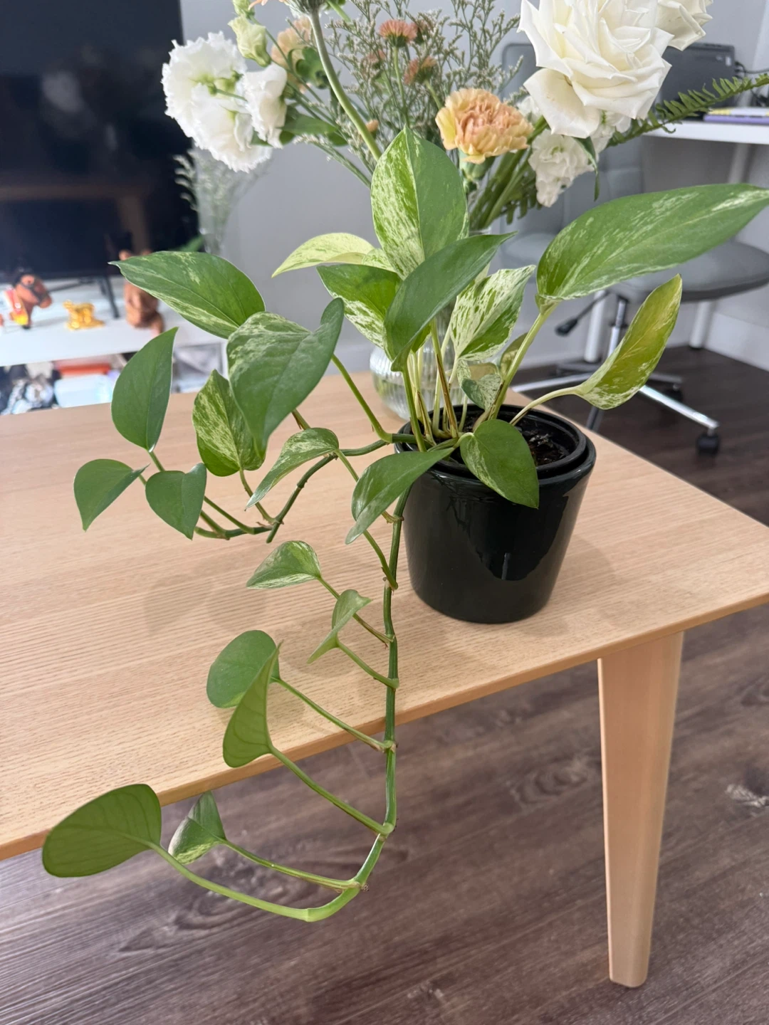 Pothos Plant