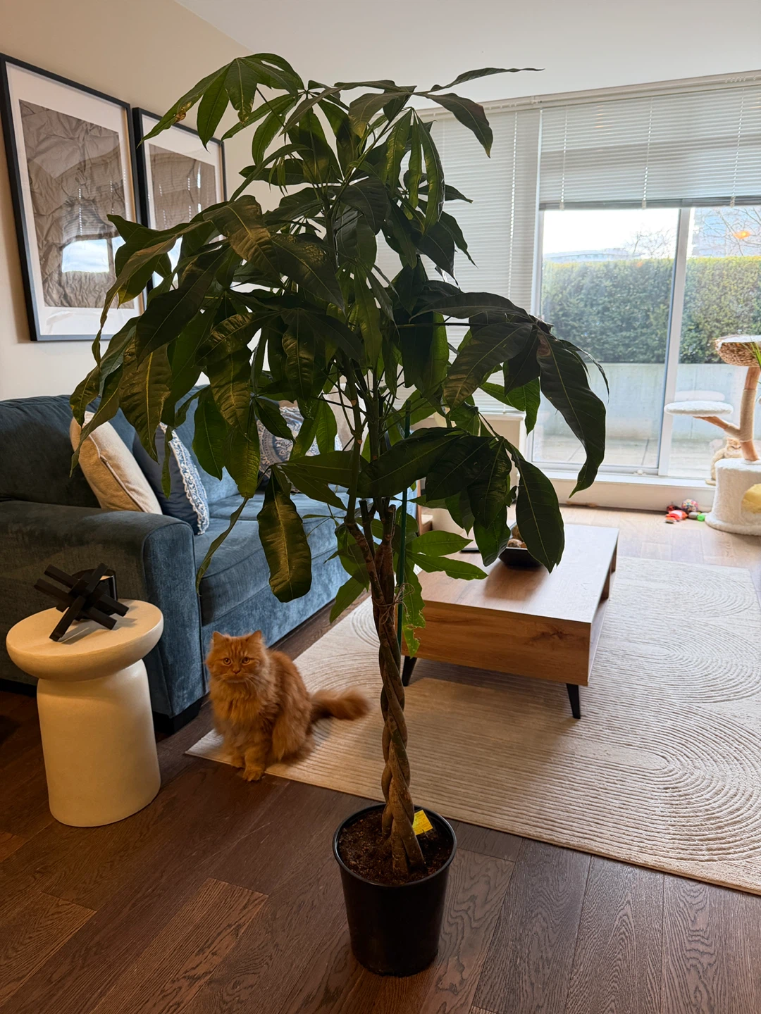 Money Tree Plant - photo 2