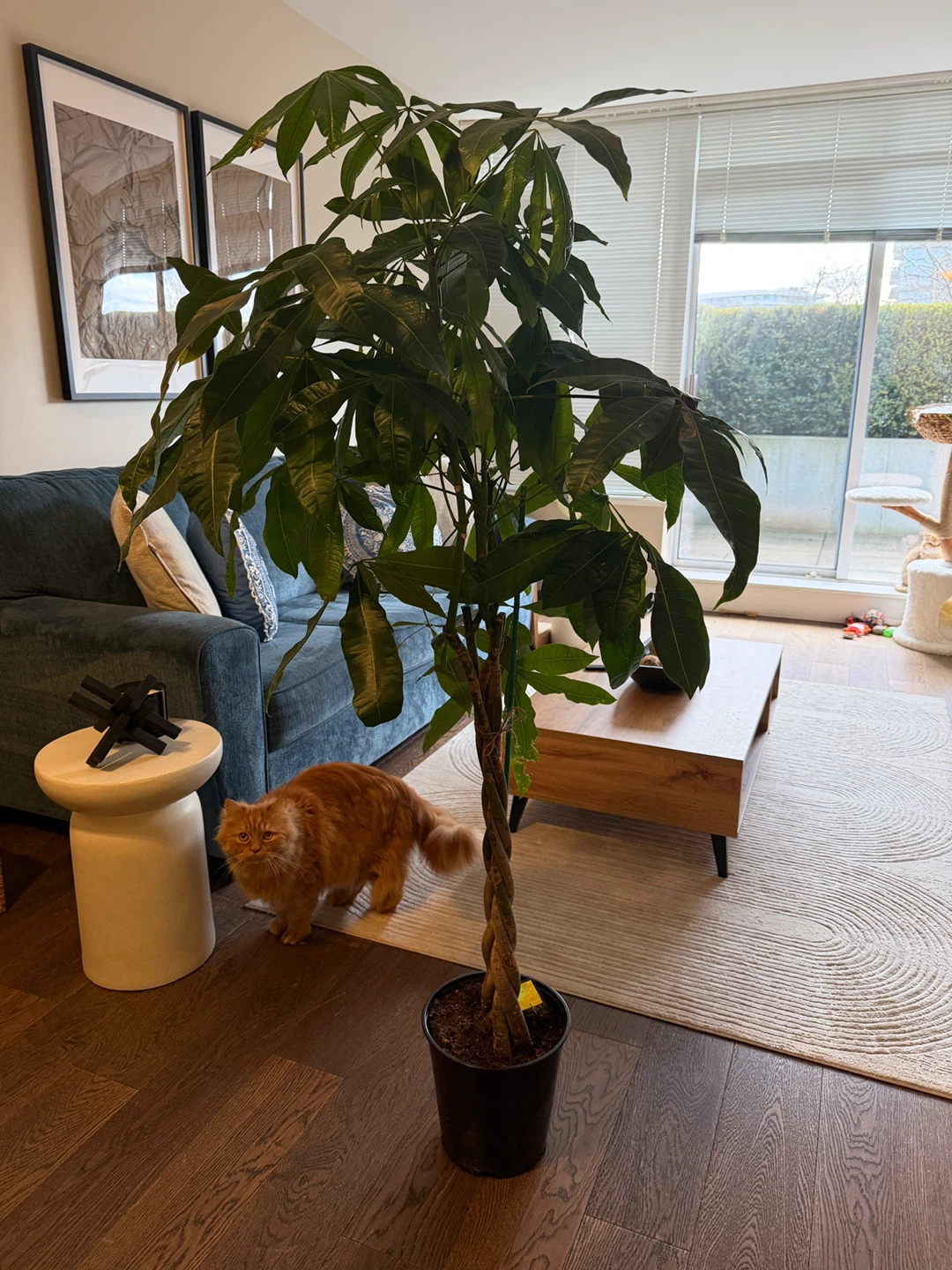 Money Tree Plant