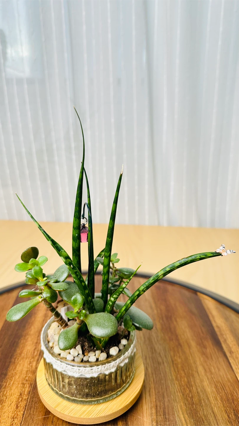 Unique Super low maintenance plants - photo 3
