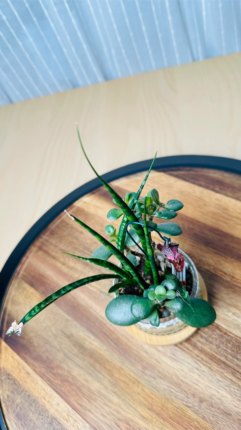Unique Super low maintenance plants - photo 4