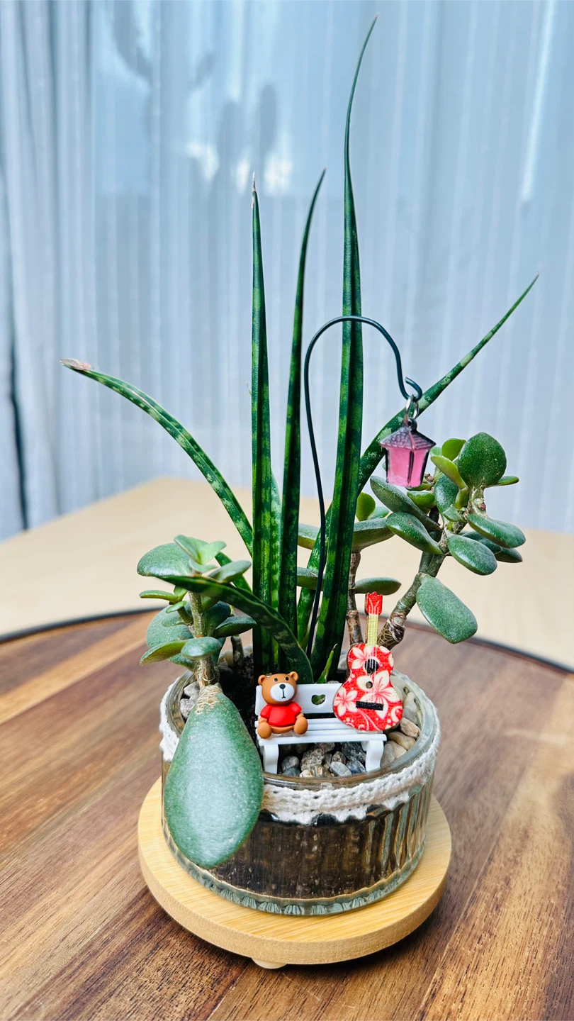 Unique Super low maintenance plants