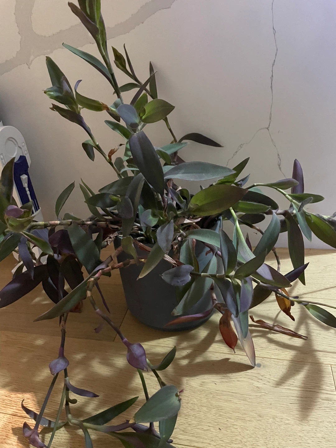 Purple Heart Plant - photo 2
